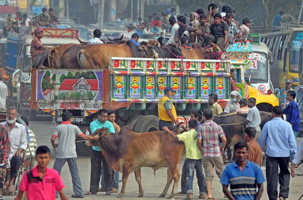 BD-cow BD-cow