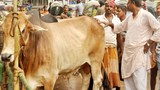 BD-cow