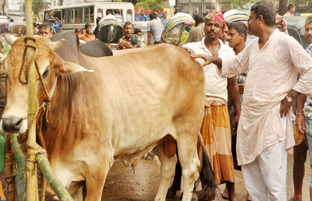 BD-cow BD-cow