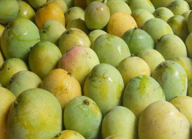 BD-mango BD-mango