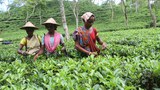 BD-tea-worker