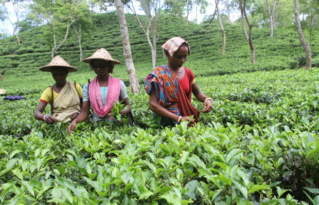 BD-tea-worker BD-tea-worker