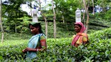 BD-tea-worker