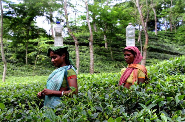 BD-tea-worker BD-tea-worker