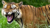 BD-tiger