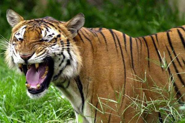 BD-tiger BD-tiger