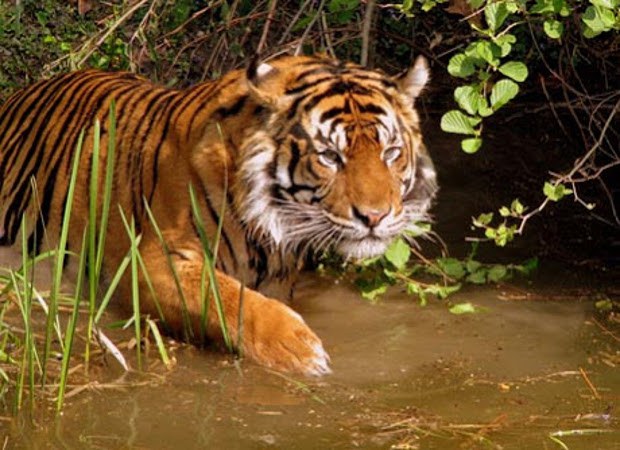 BD-tiger BD-tiger