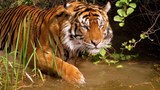BD-tiger