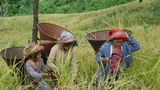 Bandarban-jhumchach620.jpg