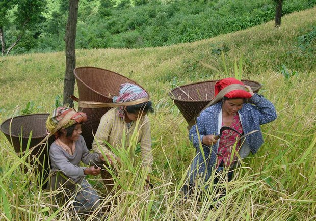 Bandarban-jhumchach620.jpg Bandarban-jhumchach620.jpg