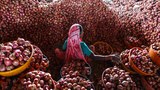 Ind-onion