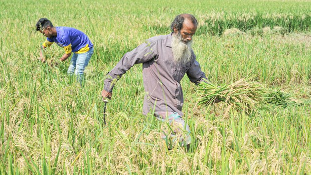 তাপপ্রবাহ: প্রধান ফসল বোরো ধানের উৎপাদন নিয়ে শঙ্কা তাপপ্রবাহ: প্রধান ফসল বোরো ধানের উৎপাদন নিয়ে শঙ্কা