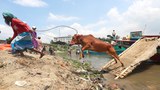 জমে উঠছে কোরবানির পশুবাজার