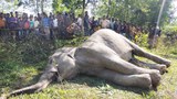 চারদিনের মধ্যে তিনটি এশিয়ান হাতি হত্যা, বন বিভাগের তিন মামলা