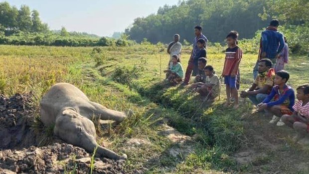 বৈদ্যুতিক শকে চট্টগ্রামে আরেকটি হাতির মৃত্যু বৈদ্যুতিক শকে চট্টগ্রামে আরেকটি হাতির মৃত্যু