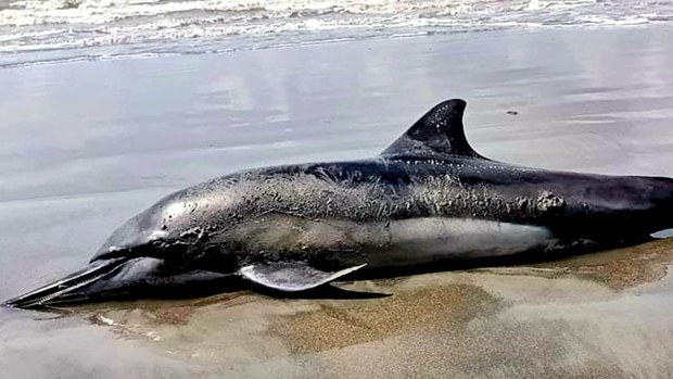 কুয়াকাটায় ভেসে এলো সংকটাপন্ন ইরাবতী ডলফিনের মৃতদেহ