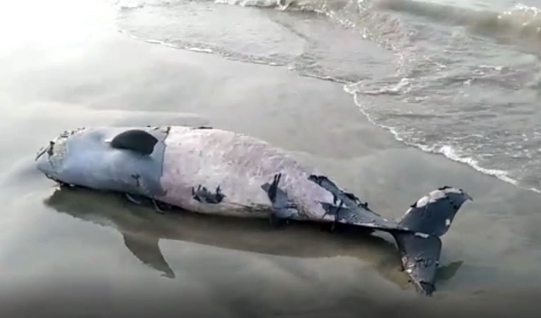 dolphin2.jpg dolphin2.jpg