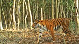বাঘের সংখ্যা বাড়াতে নতুন প্রকল্প: পুরুষ ও মাদি বাঘ কাছাকাছি আনার চেষ্টা