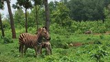 সাফারি পার্কে ২৩ দিনে নয়টি জেব্রার রহস্যজনক মৃত্যু