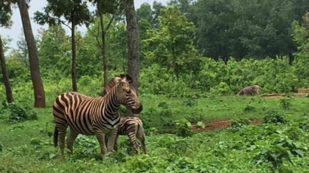 সাফারি পার্কে ২৩ দিনে নয়টি জেব্রার রহস্যজনক মৃত্যু