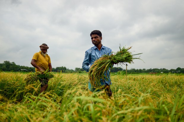 নিরানন্দ এক ঈদের মুখোমুখি কৃষকেরা 