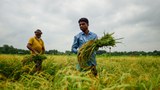 নিরানন্দ এক ঈদের মুখোমুখি কৃষকেরা 