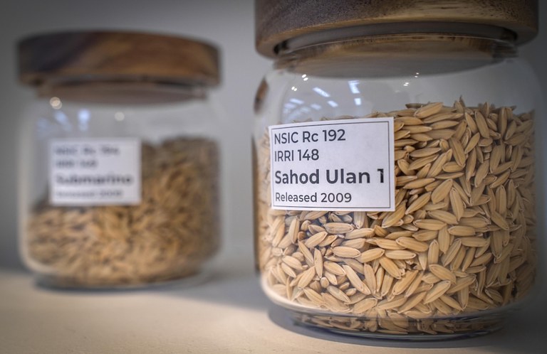 26 PH-rice2.jpg 26 PH-rice2.jpg