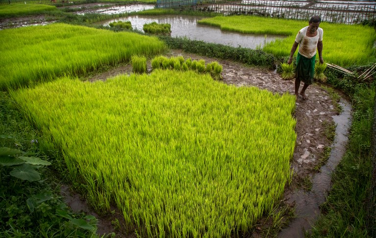 26 PH-rice3.jpg 26 PH-rice3.jpg