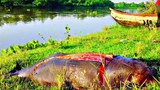 200512_HC_Dolphin_1000.jpg