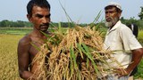 কিশোরগঞ্জ সদর উপজেলায় ব্লাস্ট রোগে আক্রান্ত ধান গাছ দেখাচ্ছেন ক্ষতিগ্রস্ত এক কৃষক। 