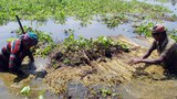 200706_Jute-1000.JPG
