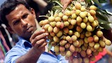 পোকামাকড়মুক্ত লিচু বিক্রির আশায় চাষিরা গাছে থাকা অবস্থায় তাতে কীটনাশক ব্যবহার করেন।