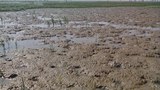 নোয়াখালীর হাতিয়া উপজেলার কাছে এই ভাসান চরে স্থানান্তর করা হবে রোহিঙ্গাদের। 