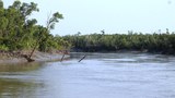 সুন্দরবন। নভেম্বর ১২, ২০১৬।