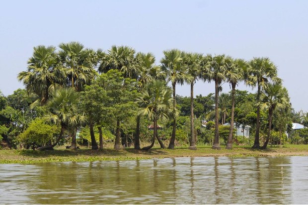 যশোর এলাকায় তালগাছের সারি। জানুয়ারি ২৬, ২০১৭। যশোর এলাকায় তালগাছের সারি। জানুয়ারি ২৬, ২০১৭।