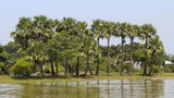 যশোর এলাকায় তালগাছের সারি। জানুয়ারি ২৬, ২০১৭।