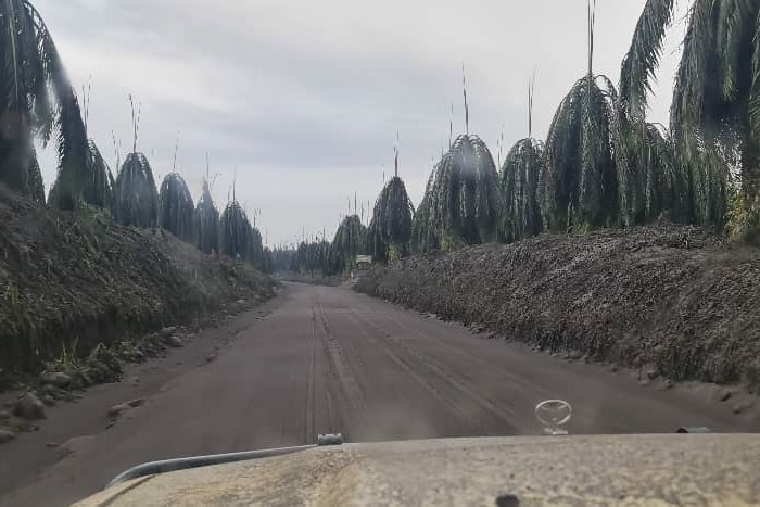 ash01.jpg ash01.jpg