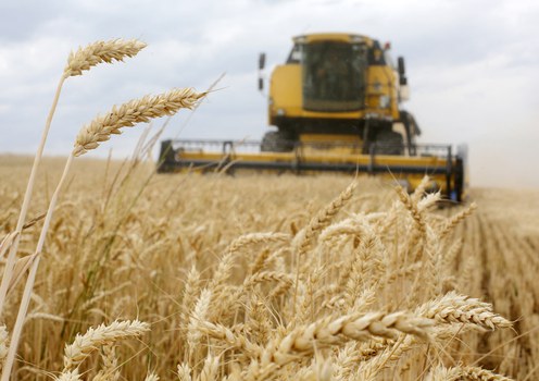 A combine picks up wheat during the harvest in a field near Krasne village in the Chernihiv area, 120 km north of Kyiv, Ukraine, July 5, 2019.