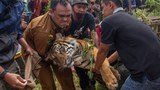 Only a few thousand tigers survive in Asia in 2022