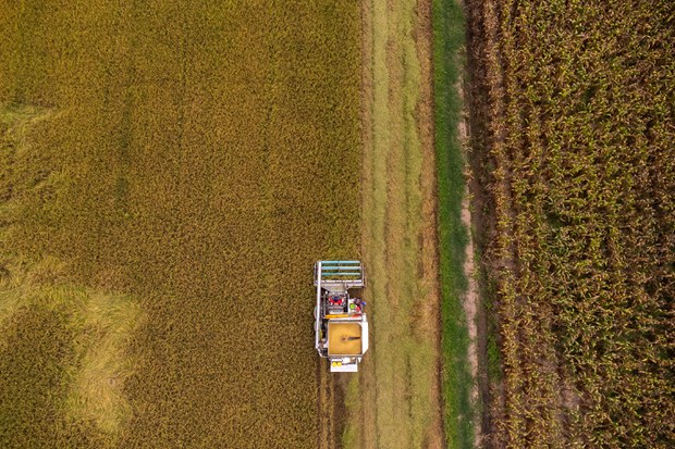 Southeast Asia’s mounting food insecurity