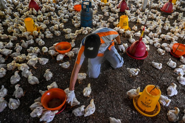 Pneumonia, bird flu, other outbreaks prompt concerns of new contagion in Asia Pneumonia, bird flu, other outbreaks prompt concerns of new contagion in Asia