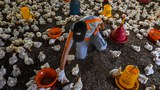 Pneumonia, bird flu, other outbreaks prompt concerns of new contagion in Asia