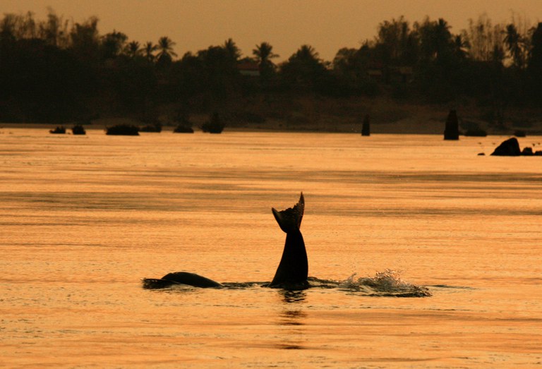 220727-BD-dolphin-inside.jpeg 220727-BD-dolphin-inside.jpeg