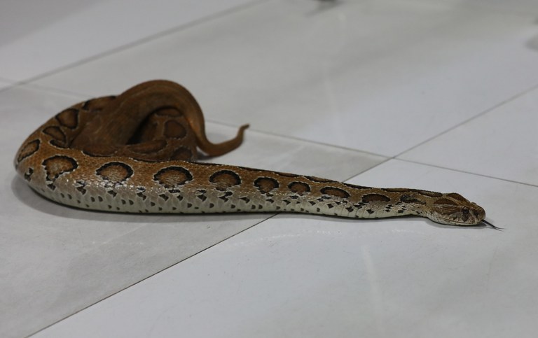 29 BD-snake2.jpg 29 BD-snake2.jpg