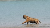160317-IN-BD-tiger-1000