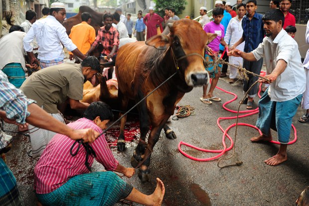 150421-BD-IN-cattle-620 150421-BD-IN-cattle-620