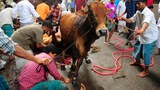 150421-BD-IN-cattle-620
