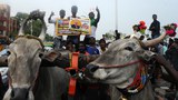 170131-IN-bull-620.jpg
