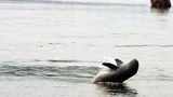 Irrawaddy dolphin deaths on Bangladesh’s coast worry environmentalists, authorities