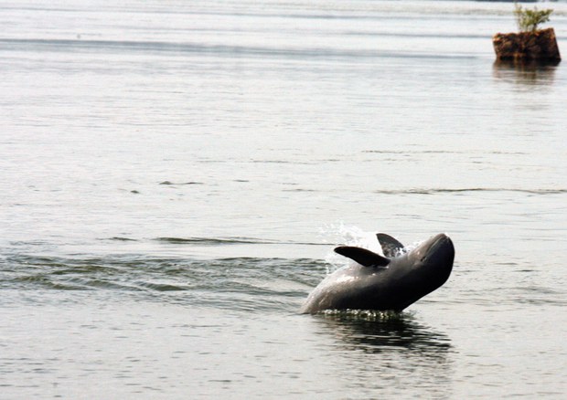 Irrawaddy dolphin deaths on Bangladesh’s coast worry environmentalists, authorities Irrawaddy dolphin deaths on Bangladesh’s coast worry environmentalists, authorities